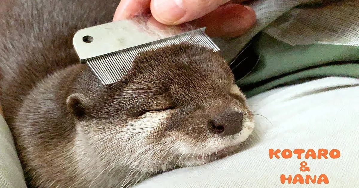 Sleepy Otter Relaxes in Owner''s Arm & Later Plays With Sibling