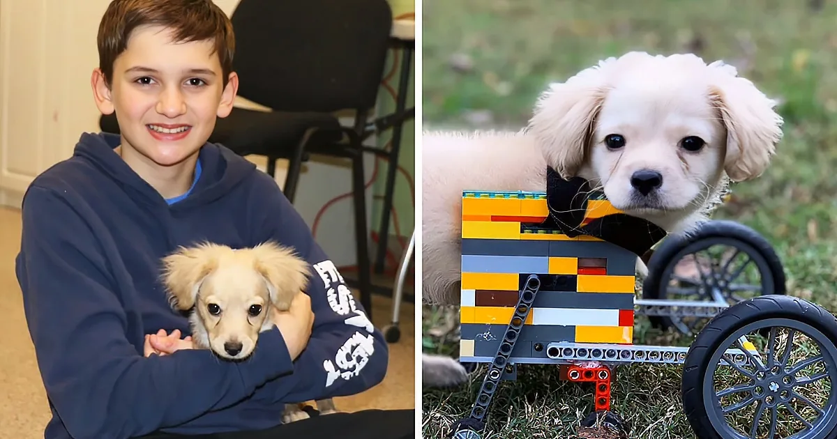 12-Year-Old Boy Builds a Very Special Wheelchair for Tiny Two-Legged Puppy