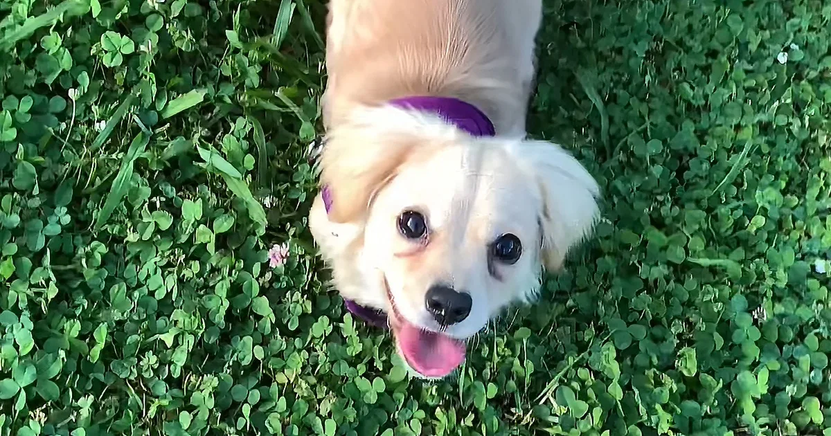 Tiny two legged puppy