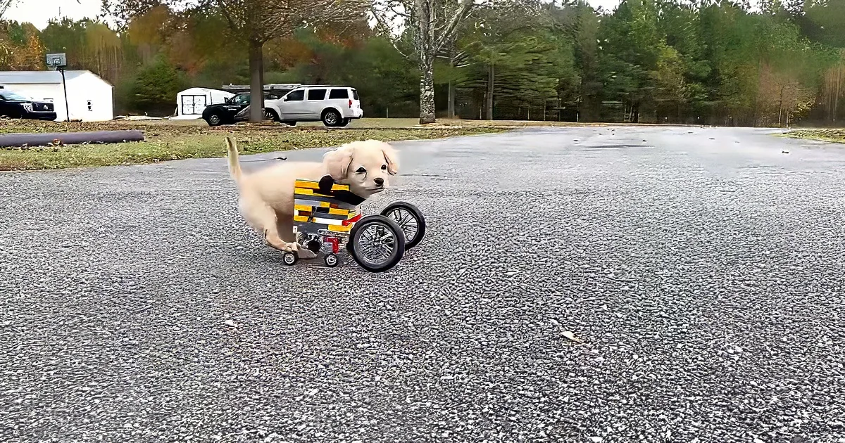 Tiny two legged puppy