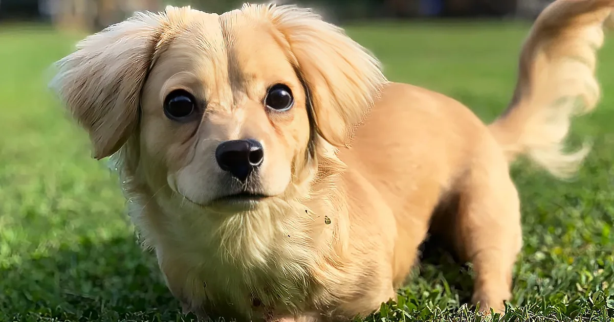 Tiny two legged puppy