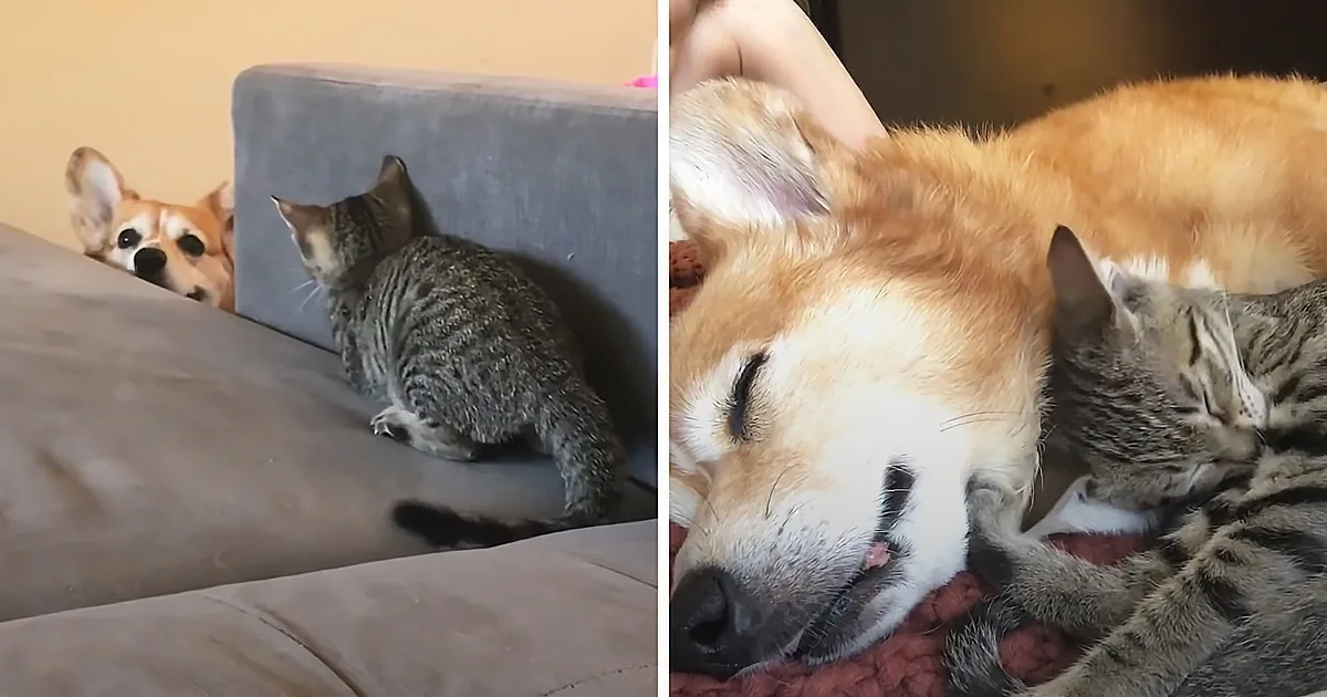 Chubby Corgi Was Obsessed With Cats; Mom Adopted His Kitty Friends