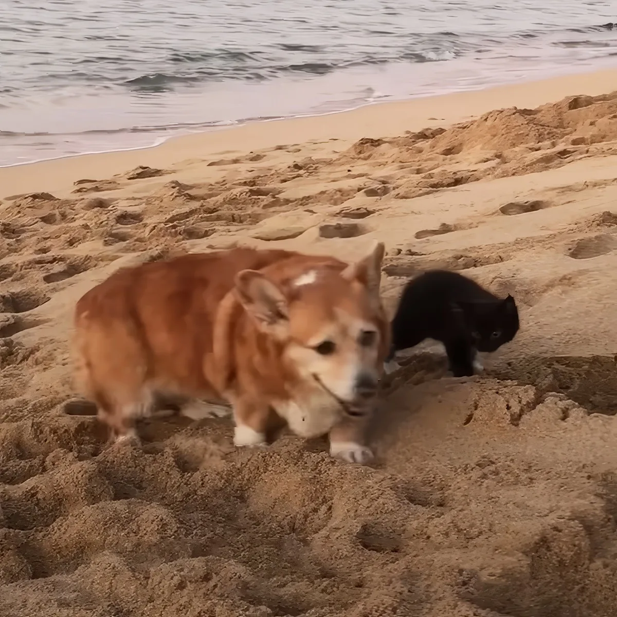 Corgi puppy and kitten
