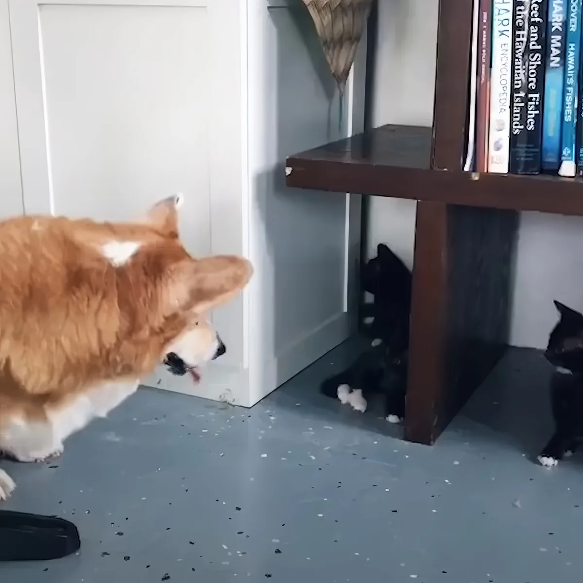 Corgi puppy and kittens