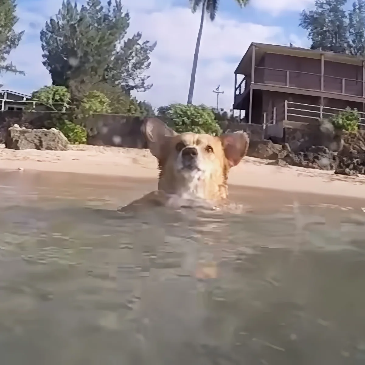 A dog stands in shallow water at the beach, with sand, trees, and a house in the background.
