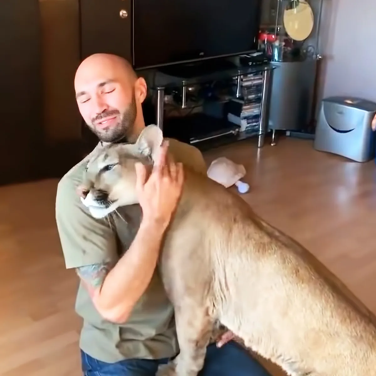 A man is holding and petting a large, light-colored cat indoors.