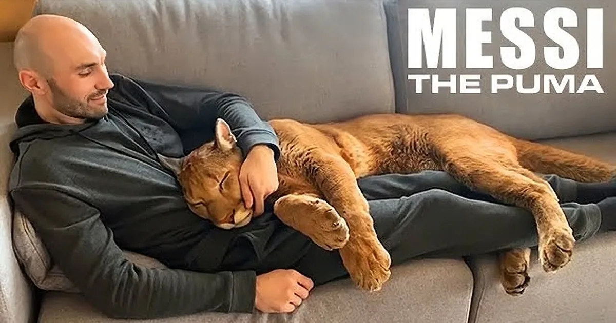 Kind Couple Dreams of Owning a Big Cat; Adopts Sick Puma