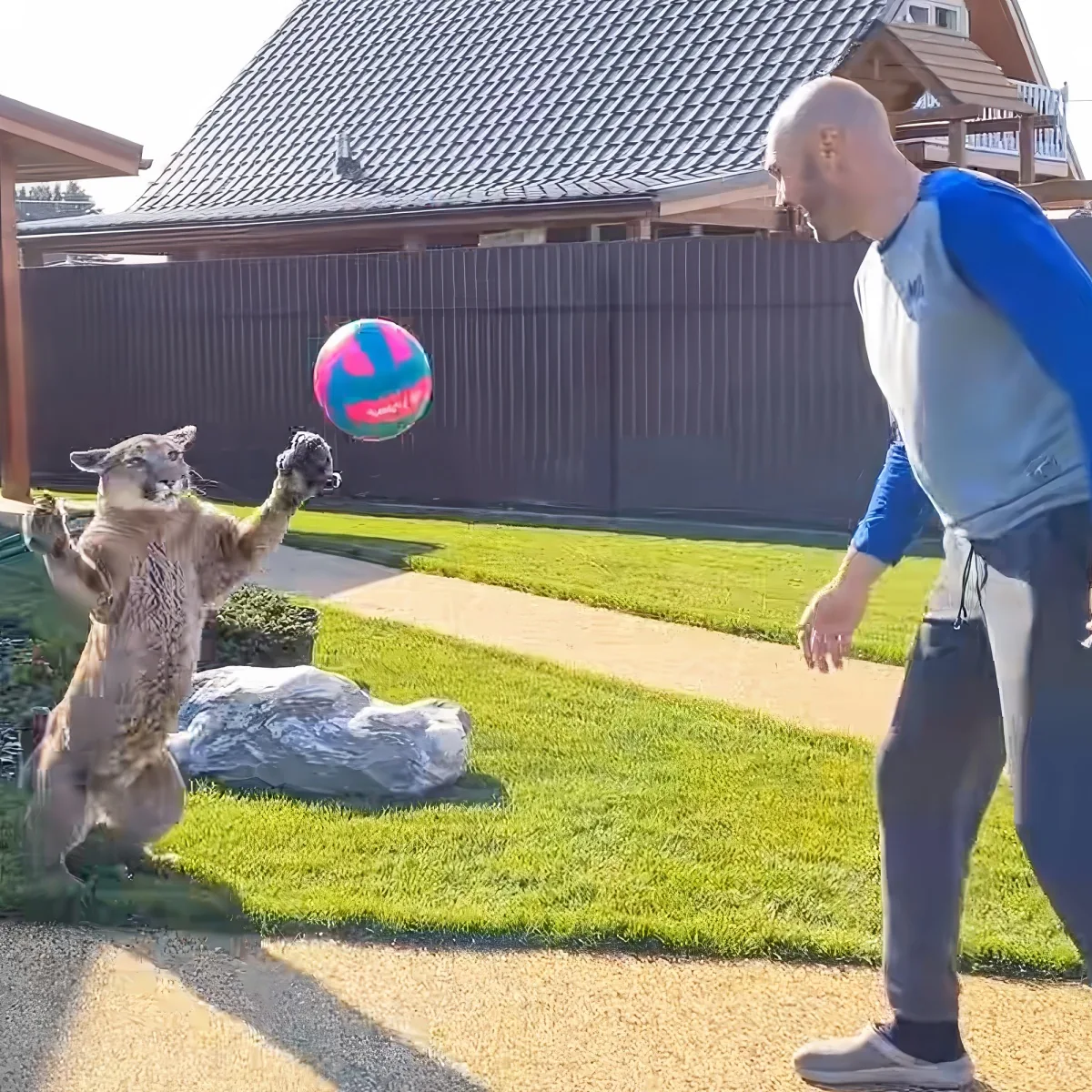 A man plays ball with a puma in a backyard, both appearing focused and engaged.