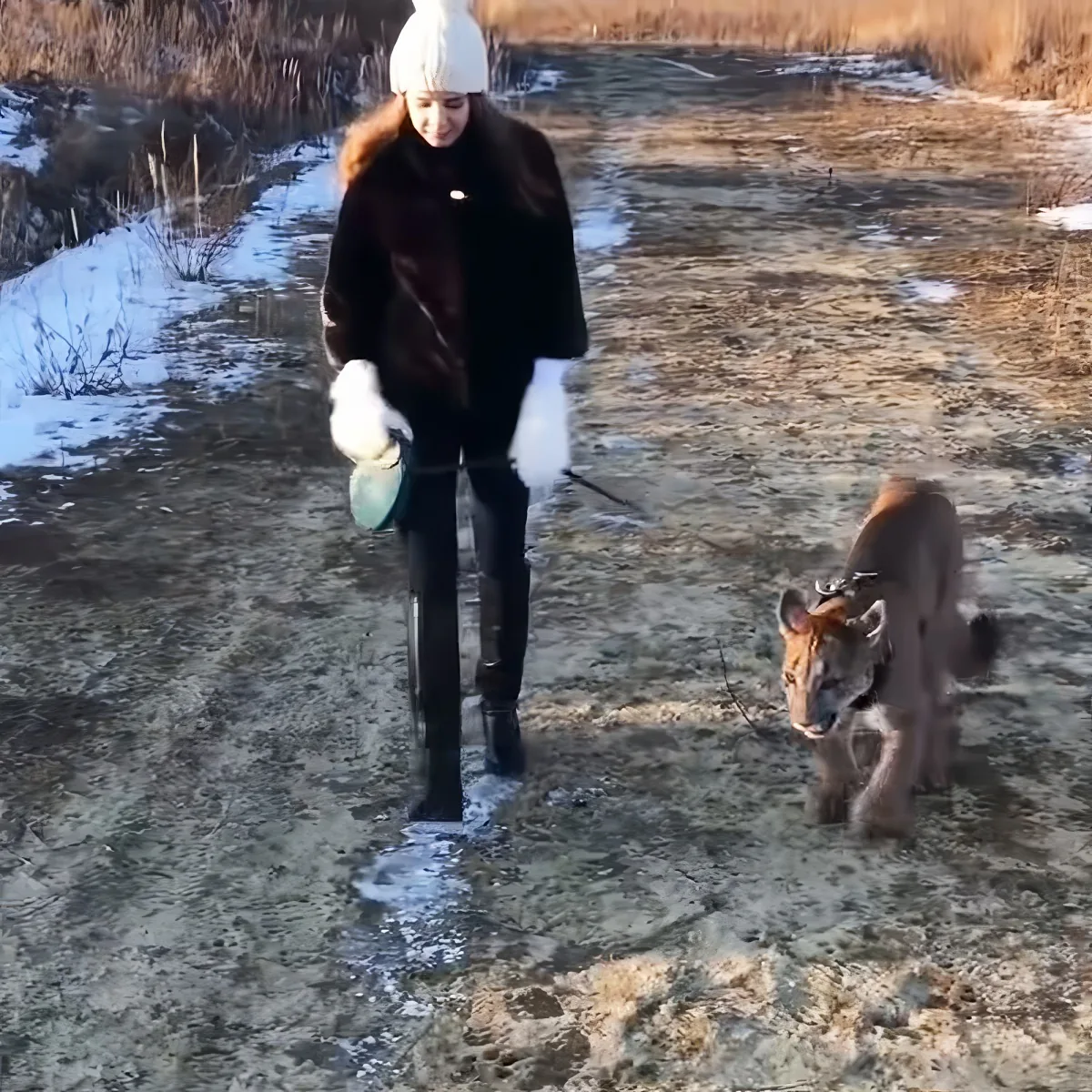 A woman in winter attire walks a large, brown, wild cat on a leash in a snowy, grassy area.