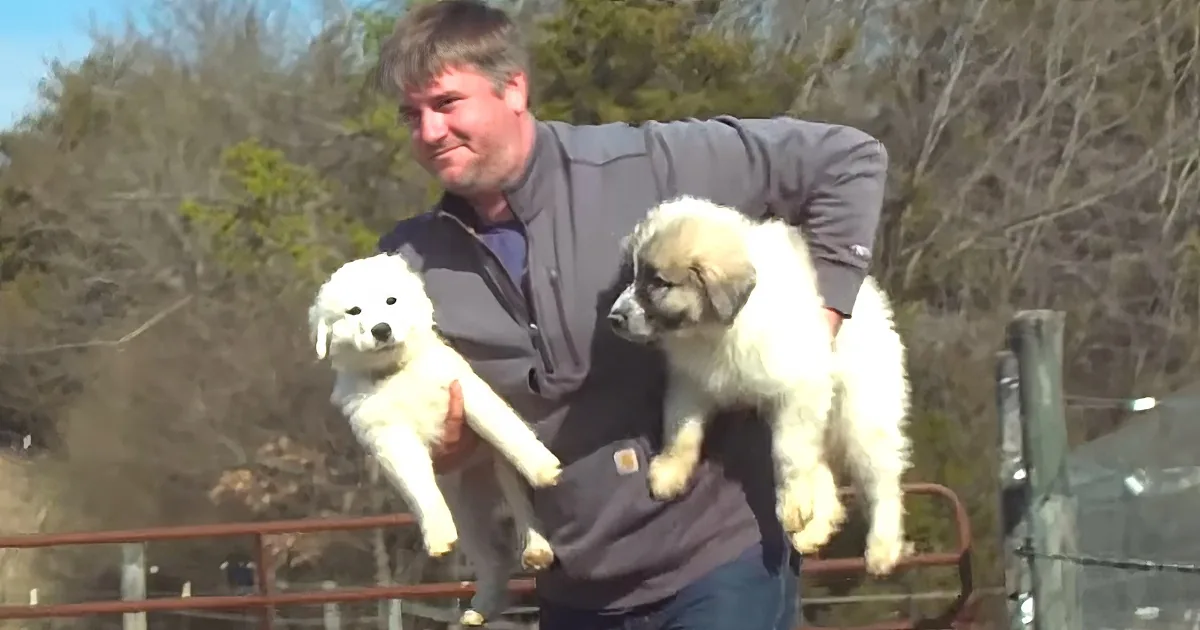 A man holds two large, fluffy white puppies, smiling outdoors with trees in the background.