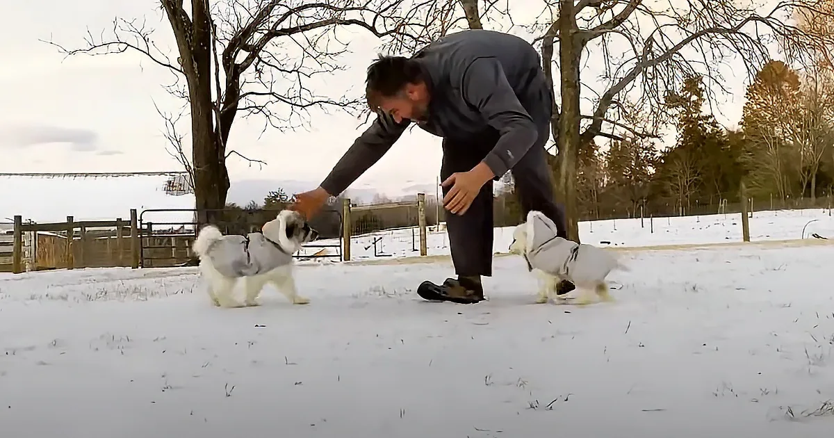 A man in a snowy field pets two small dogs wearing coats.
