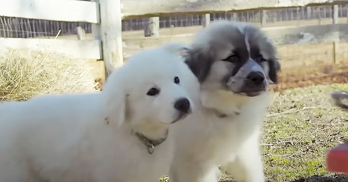 Two fluffy puppies, one white and one gray, stand close together in a grassy area.