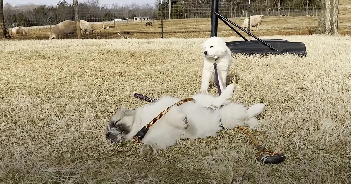 A white dog rolls on the grass while another stands nearby, both on leashes, with pigs grazing in the background.