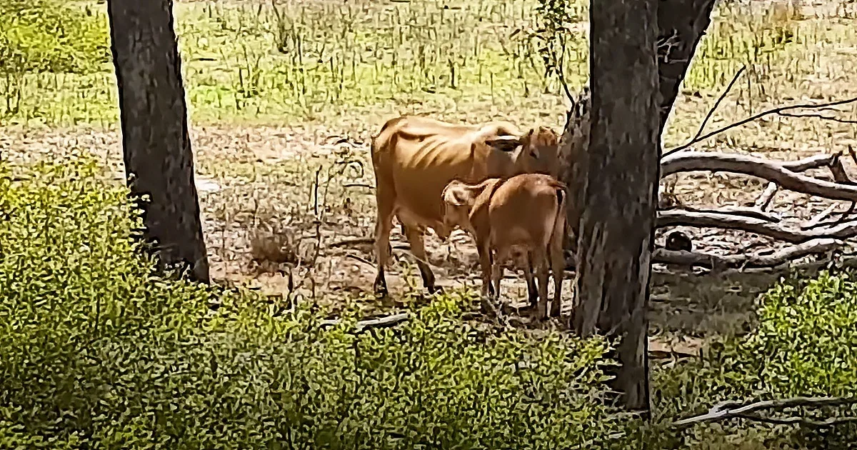Mama Cow Reunites With Rescued Calf