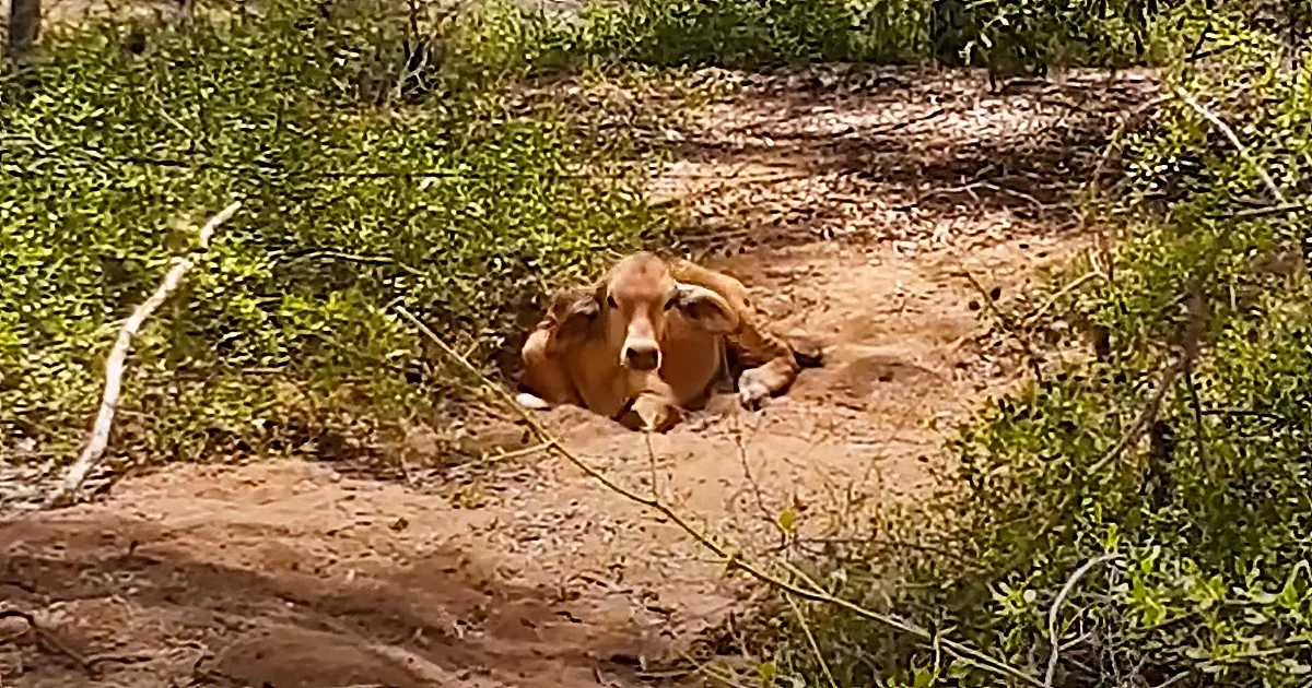 A light brown cow rests on a dirt path surrounded by greenery.