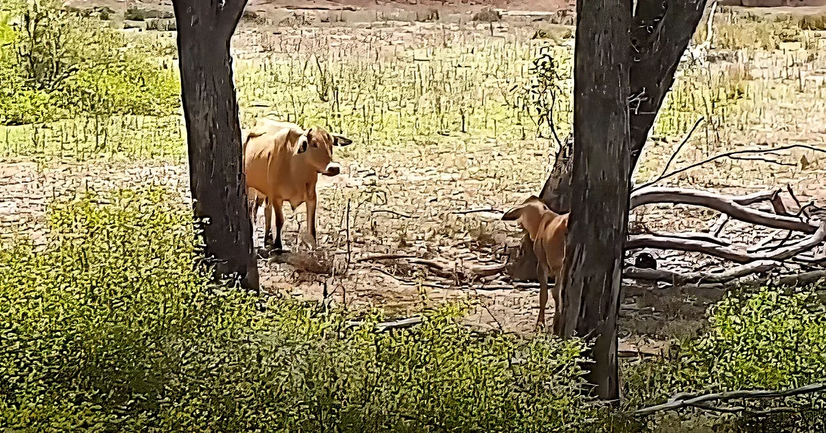 Mama cow and calf