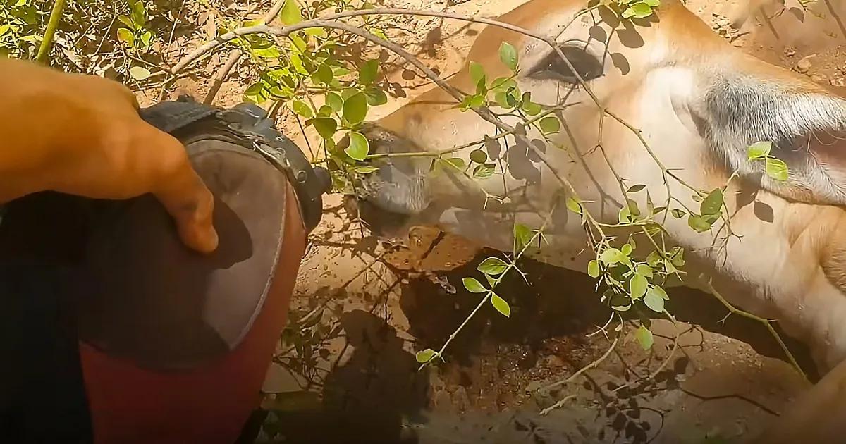 A person holds a water bottle near a cow drinking from a water source.