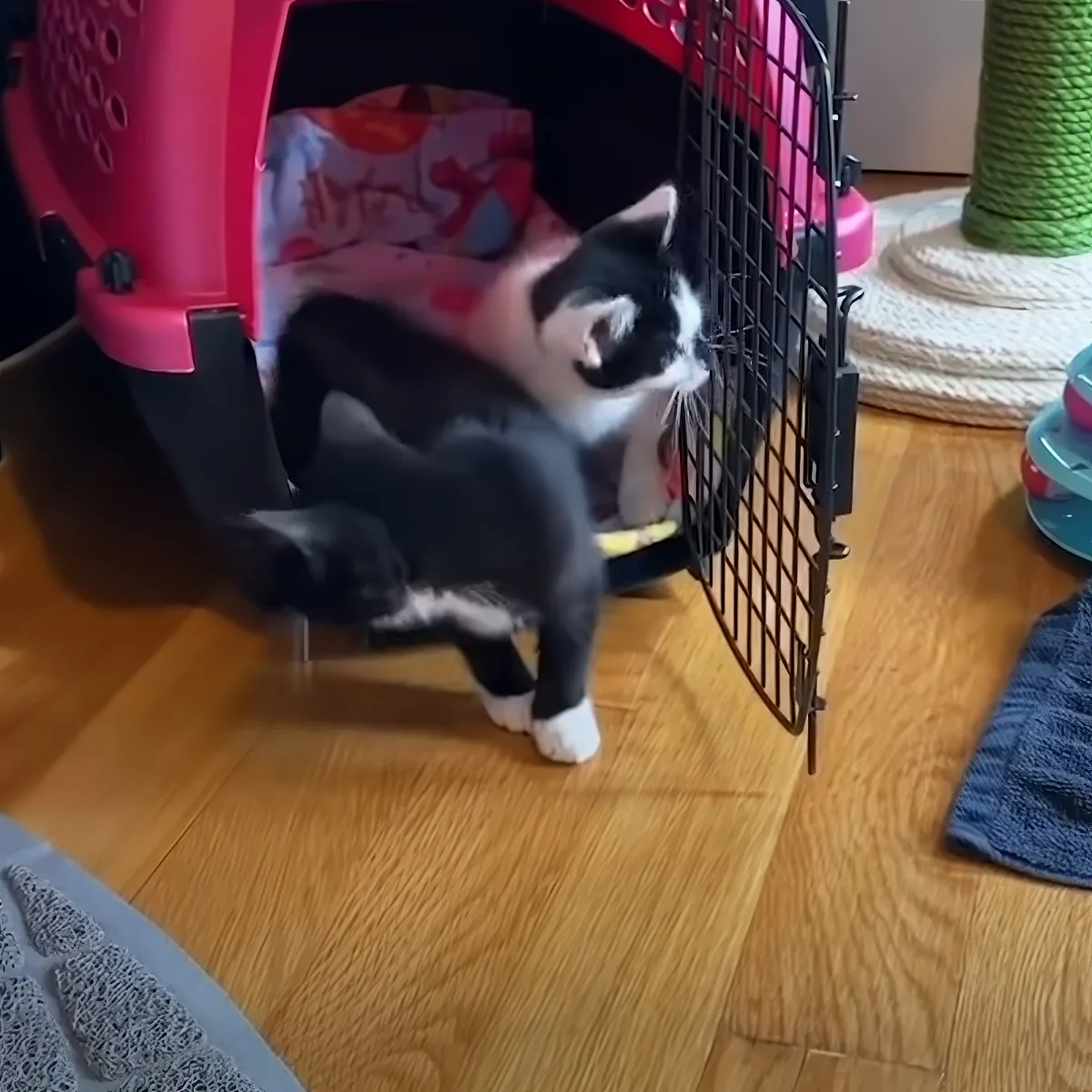 A black and white cat stands on a wooden floor near a pink pet carrier, looking inside.