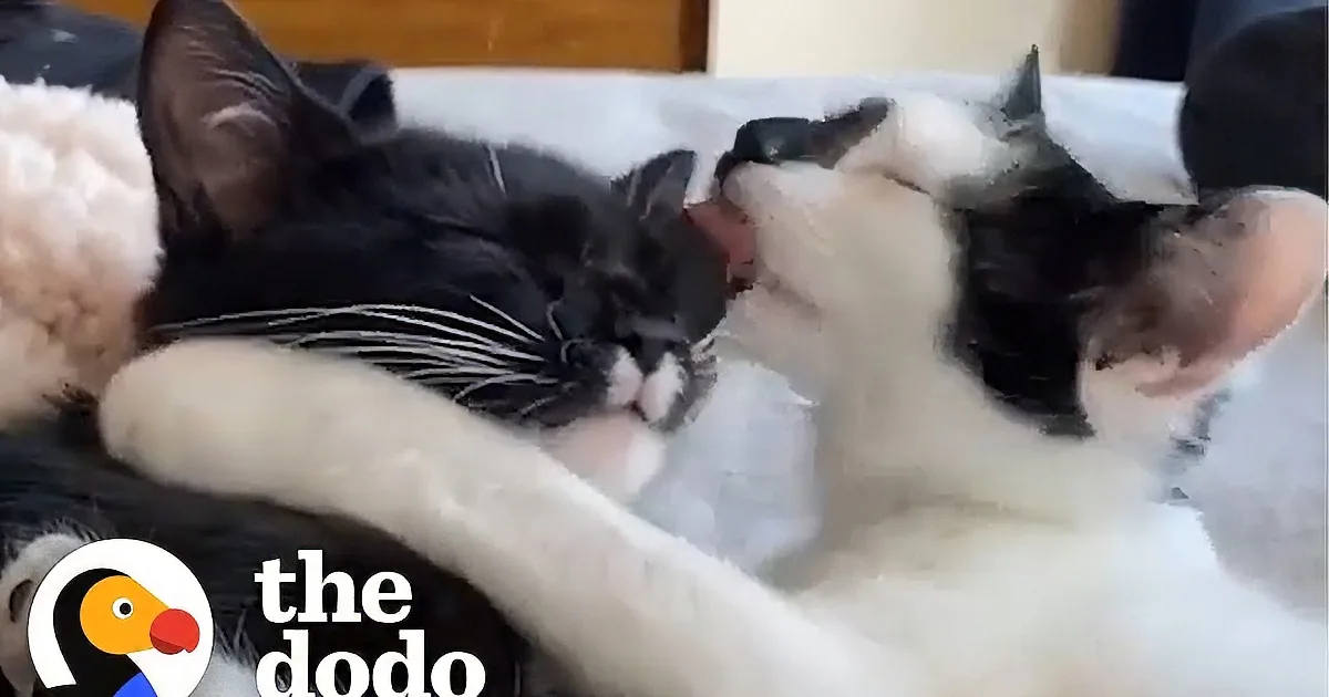 Inseparable Kitten Sisters Can Fit Into the Tiniest Box