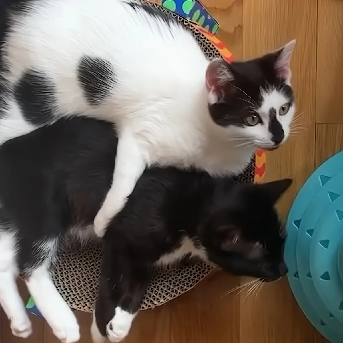 Two black-and-white cats, one on top of the other, are lying on a scratching mat.