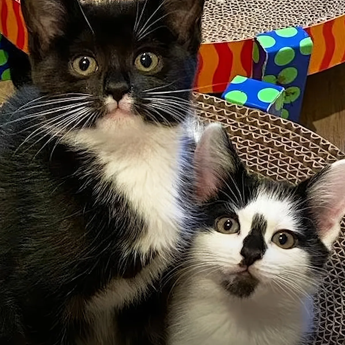 Two kittens with striking black and white fur sit together, one with a white chest, both looking directly at the camera.