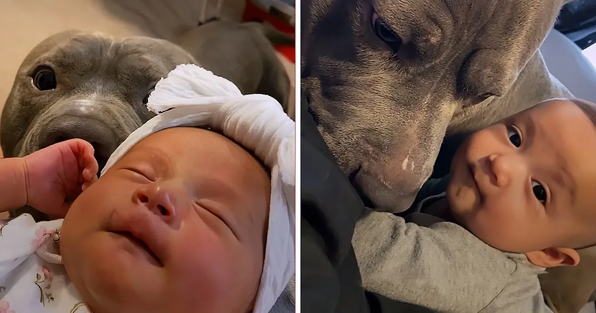 Pitbull Curious to Meet Human Sibling; Does the Cutest Thing Possible