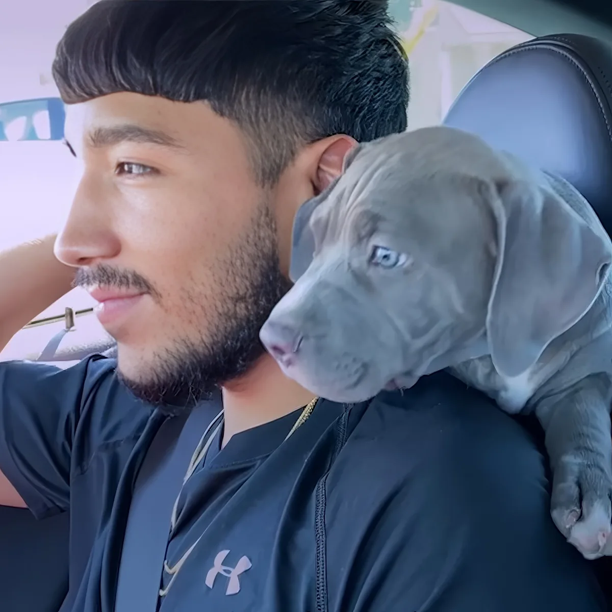 A man in a car holds a gray puppy with blue eyes on his shoulder.