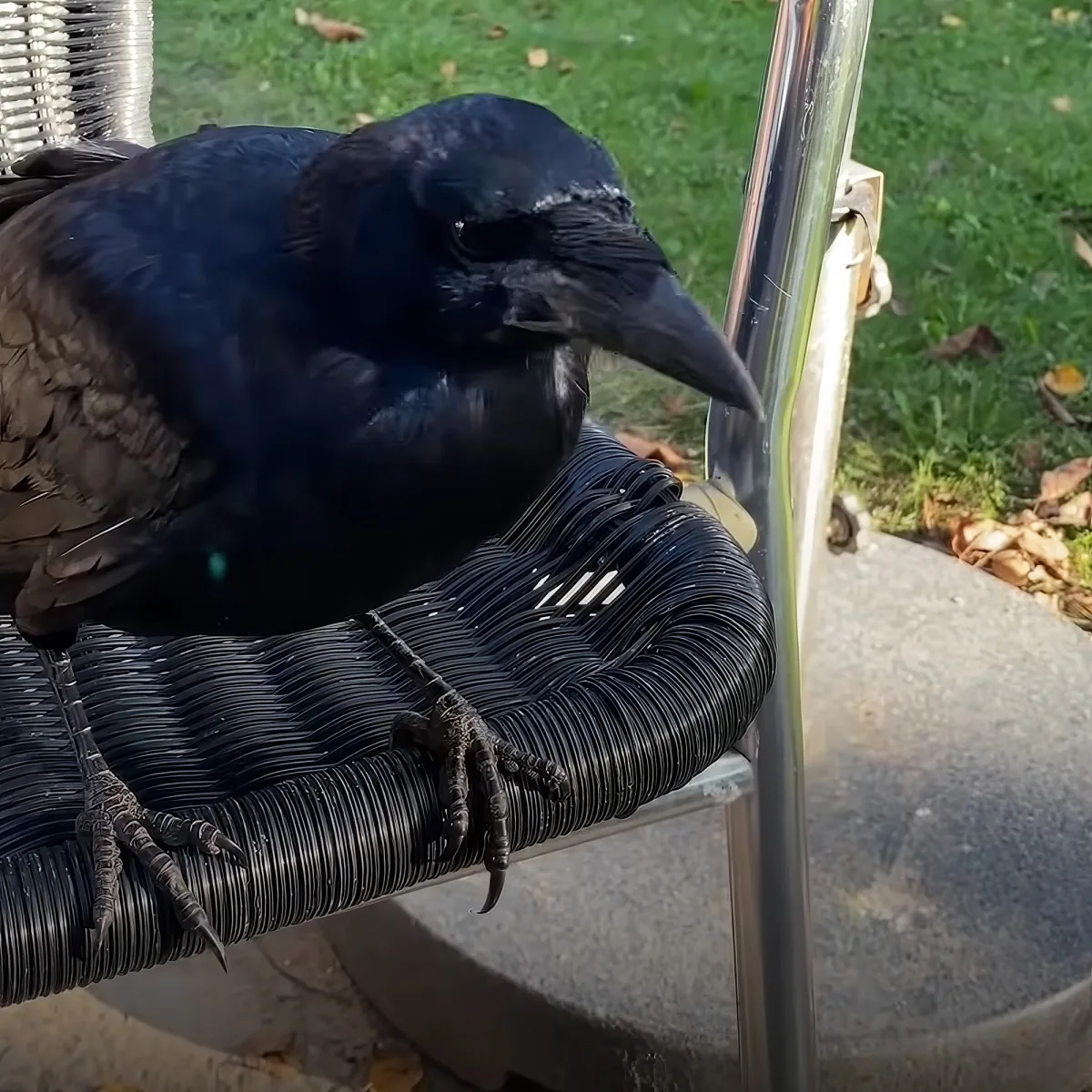 A black crow perches on a wicker chair, its talons gripping the edge, with a grassy background and scattered leaves.
