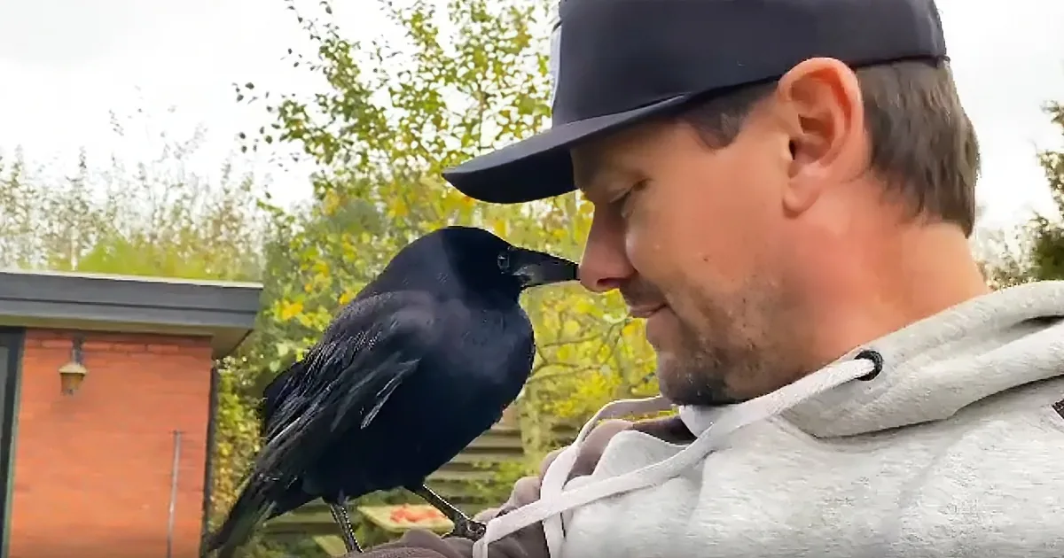 Abandoned as a Baby, Crow Is Now Obsessed With His Rescuer