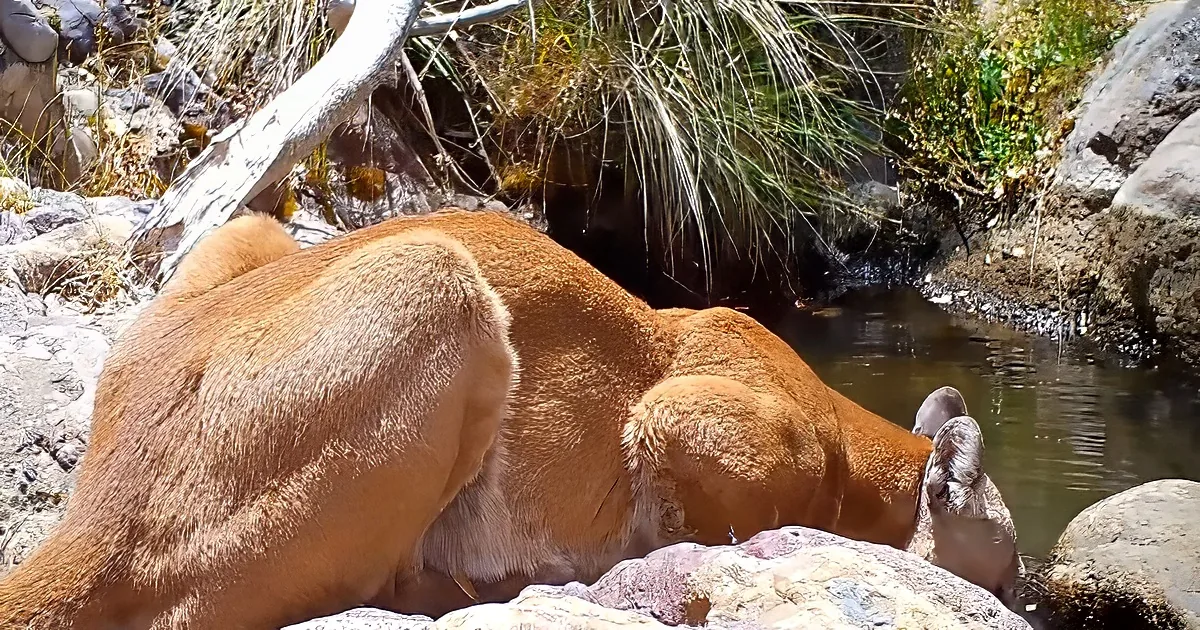 Hidden Arizona mountain pool