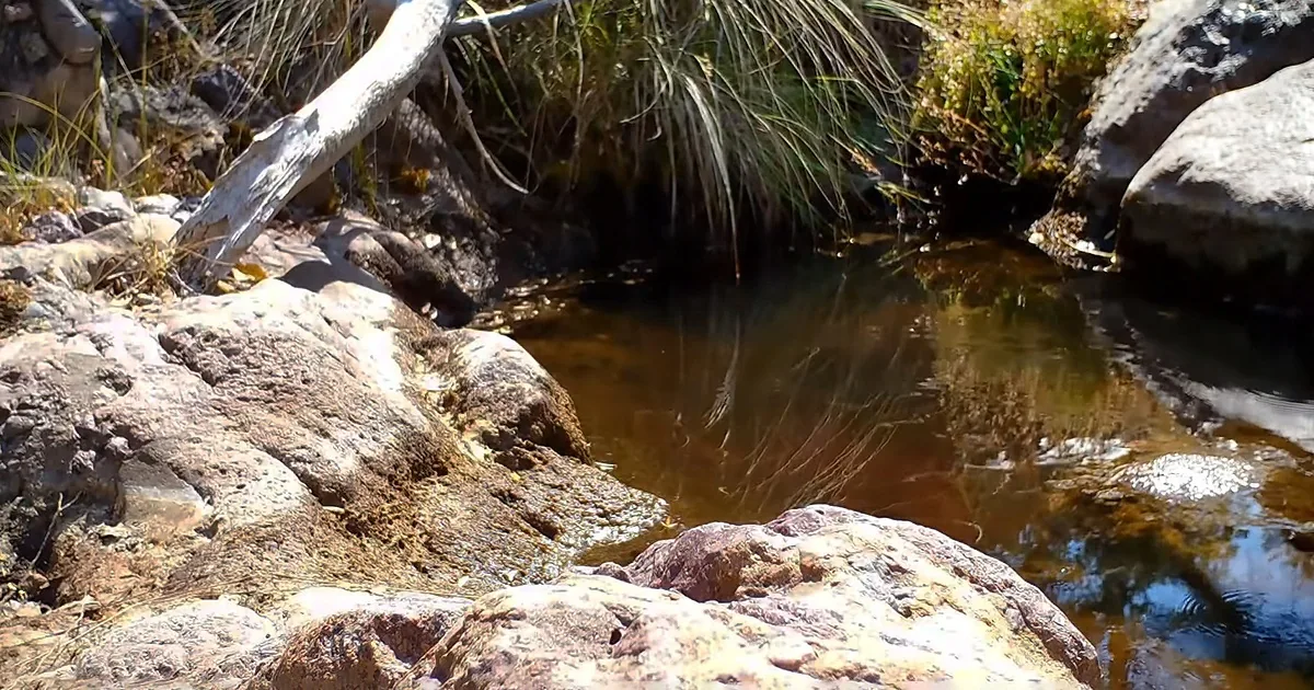 Hidden Arizona Mountain Pool Attracts Various Wildlife Throughout the Summer