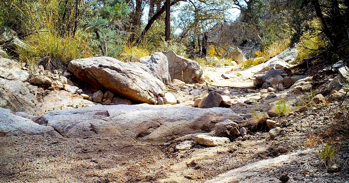 Rocks and dirt dominate a dry riverbed surrounded by sparse vegetation and trees.