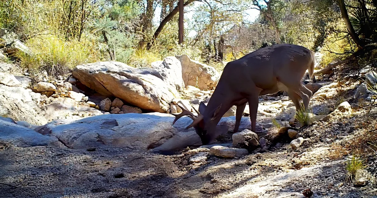 Wild animal wildlife drinking from a hidden spring