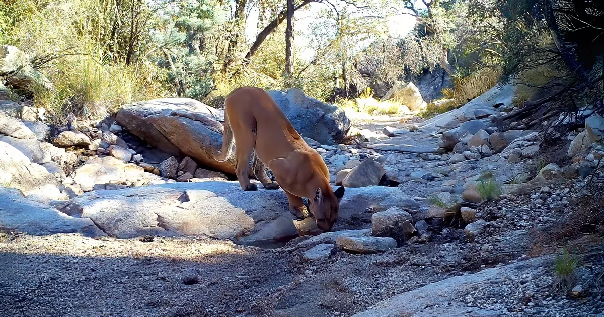 Wild animal wildlife drinking from a hidden spring