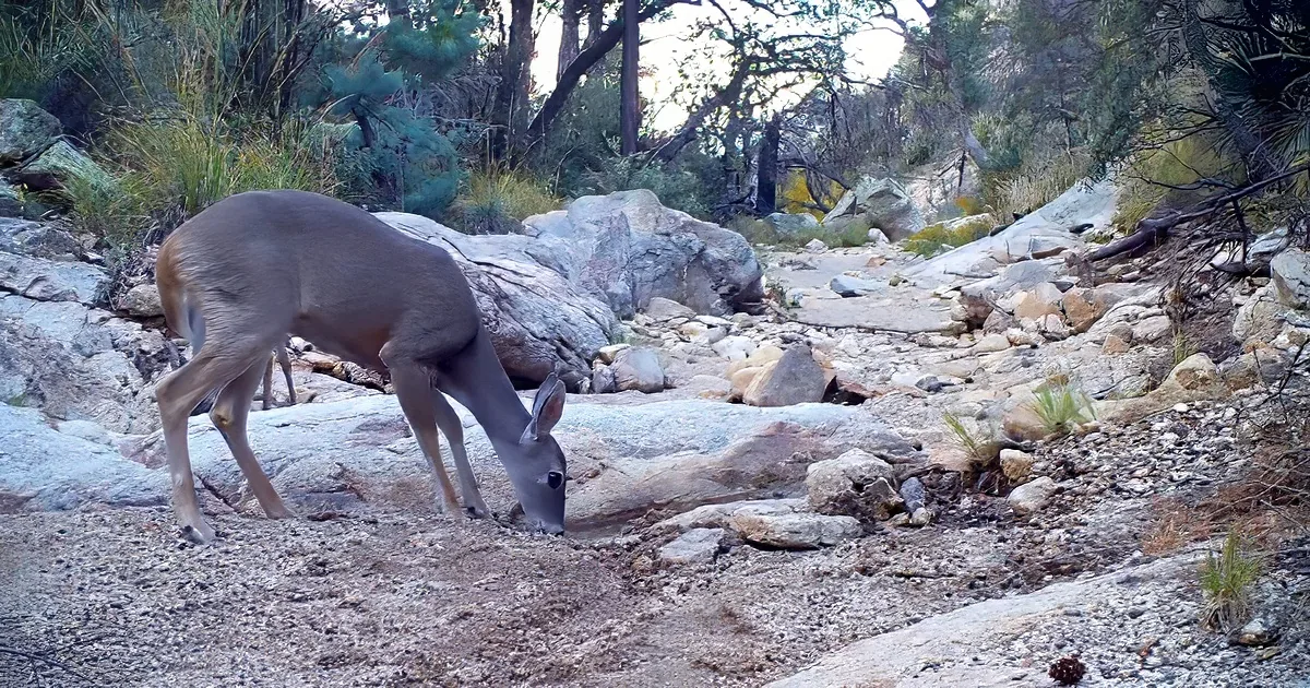Wild animal wildlife drinking from a hidden spring