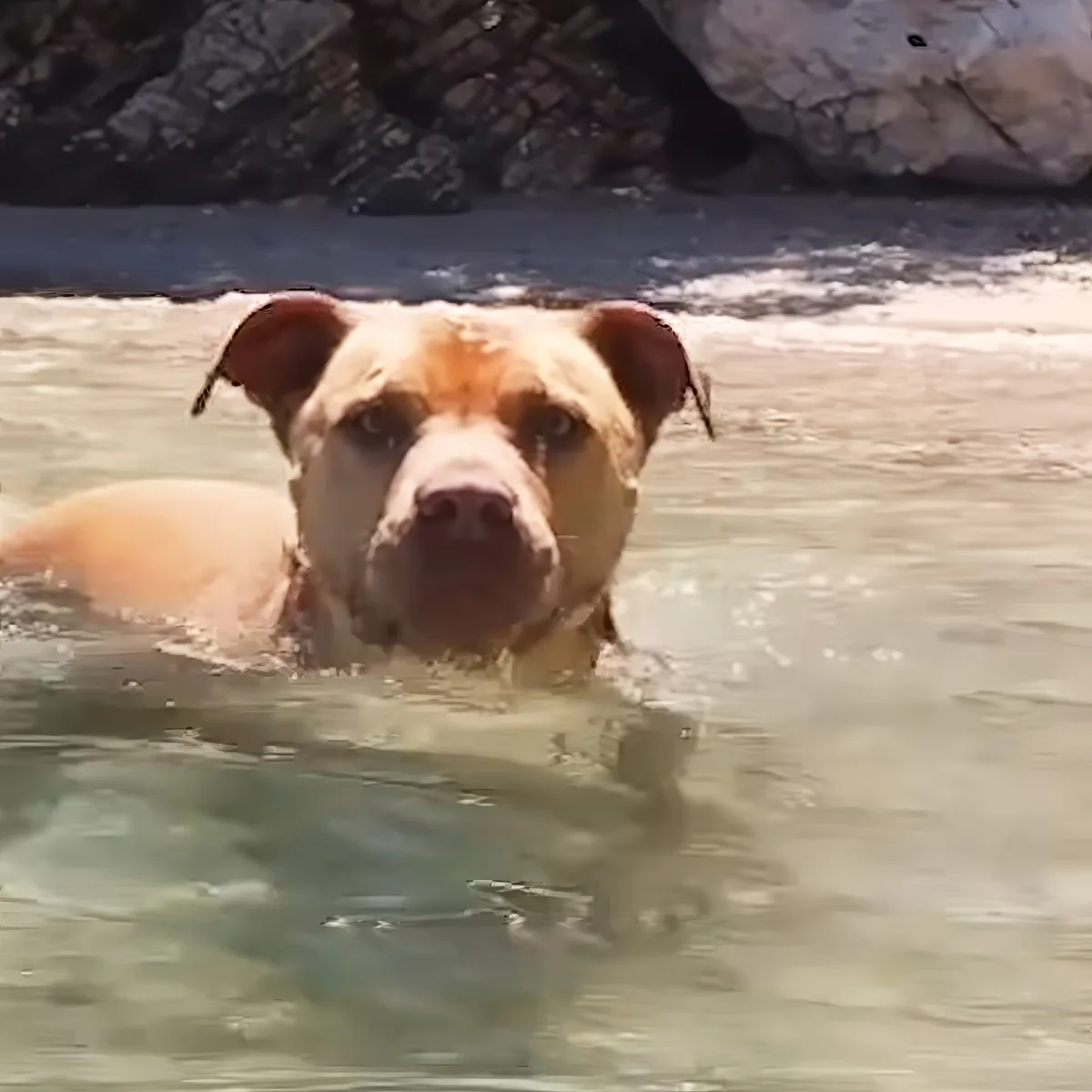 A brown dog with floppy ears swims in clear water near rocky terrain.