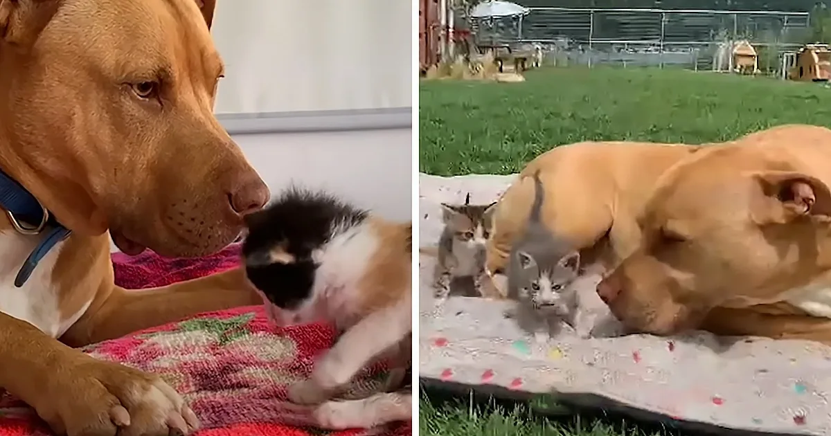 Giant Pitbull Meets a Box of Kitties for the First Time