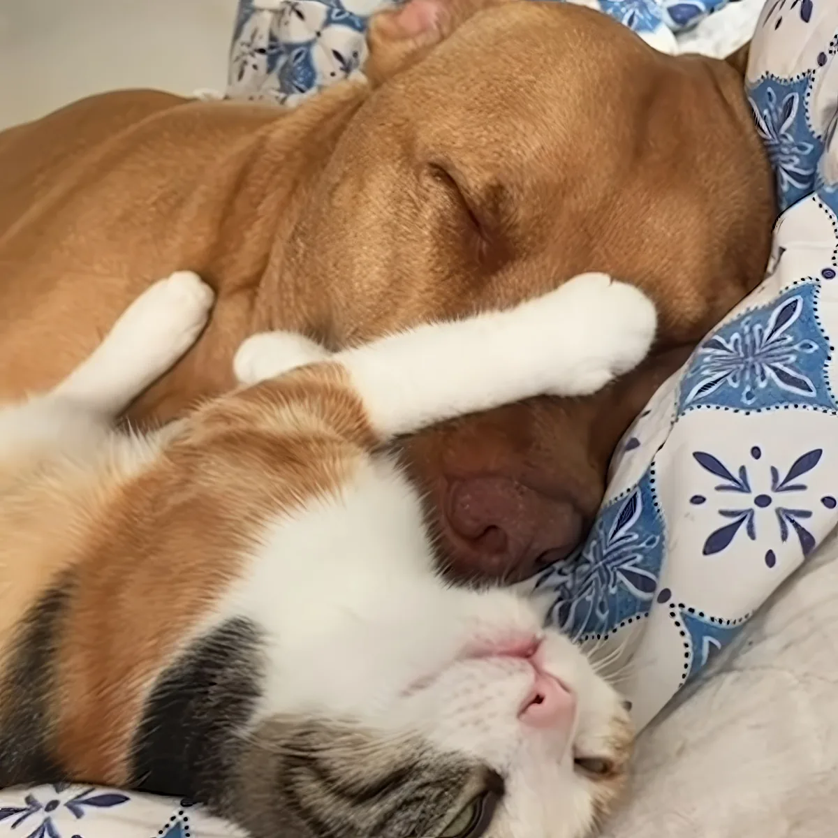 Pitbull and kitten