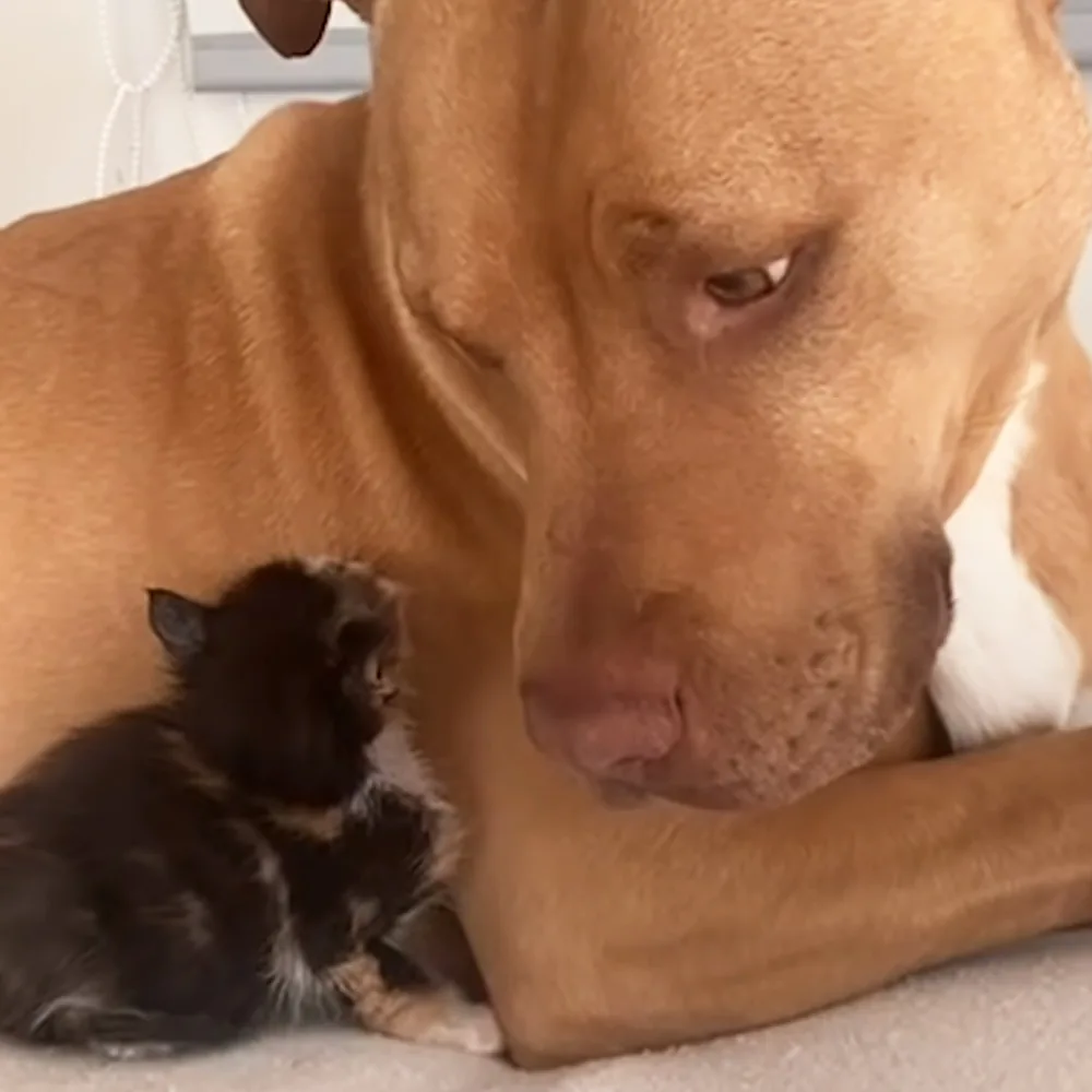 Pitbull and kitten