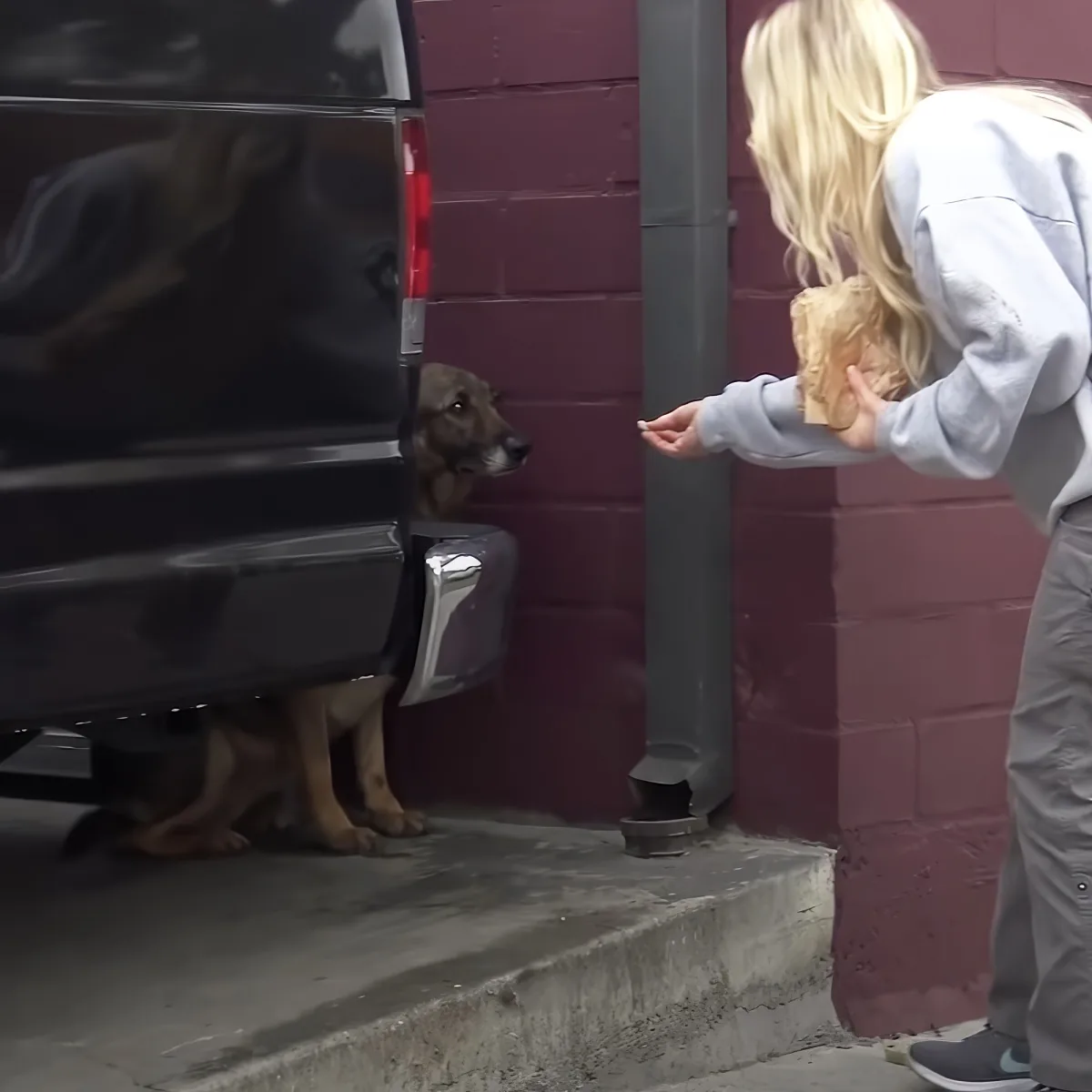 A woman offers food to a dog peeking out from under a car near a brick wall.