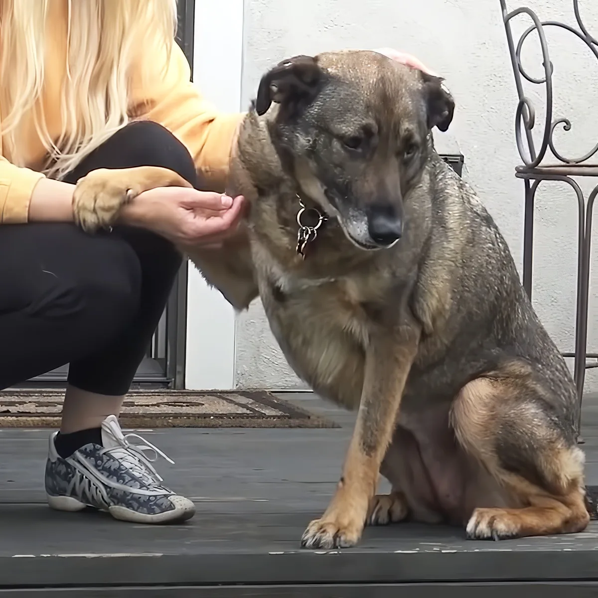 A woman pets a large, brown dog sitting on a step.