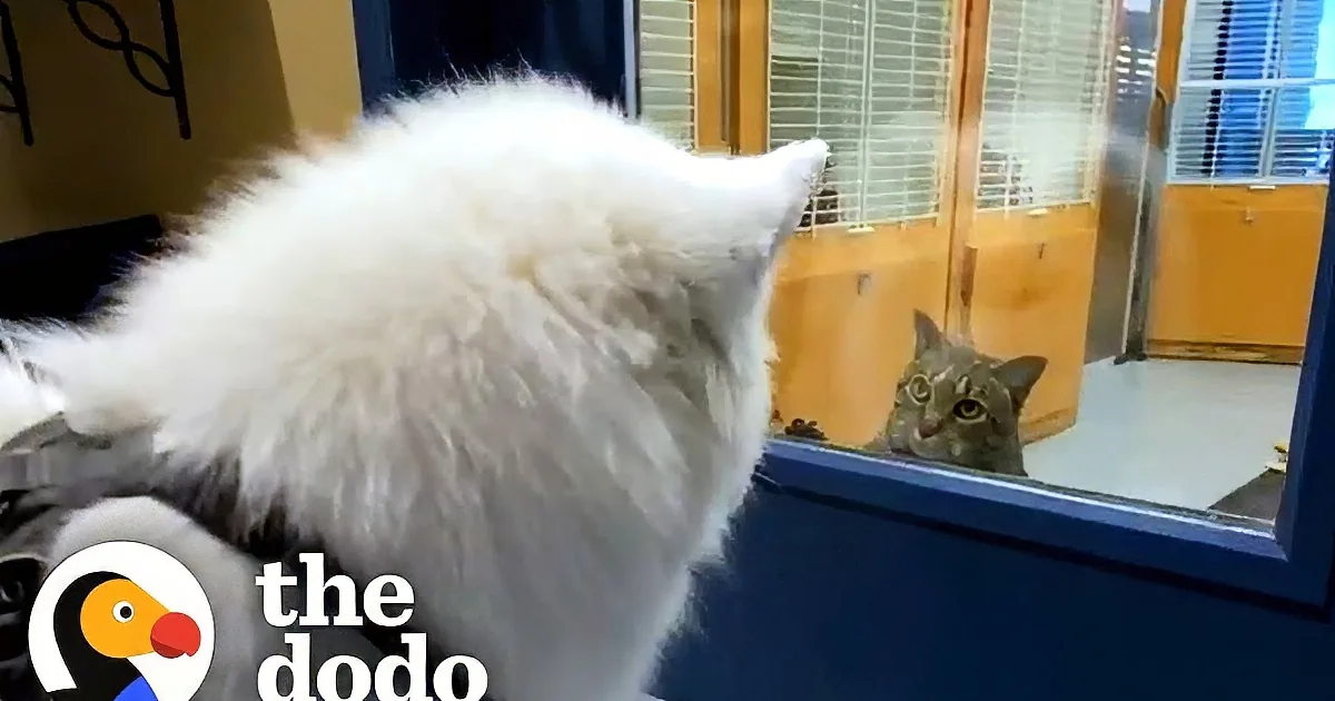 Giant Dog Stops in His Tracks to Swoon at Every Cat He Sees