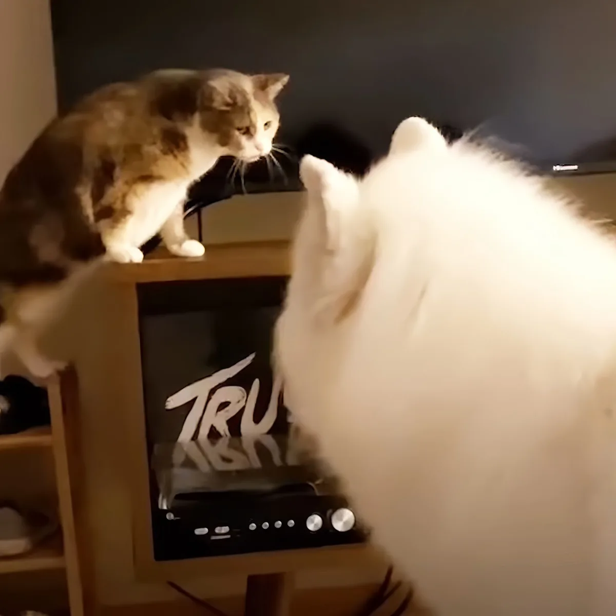 Giant dog and cat