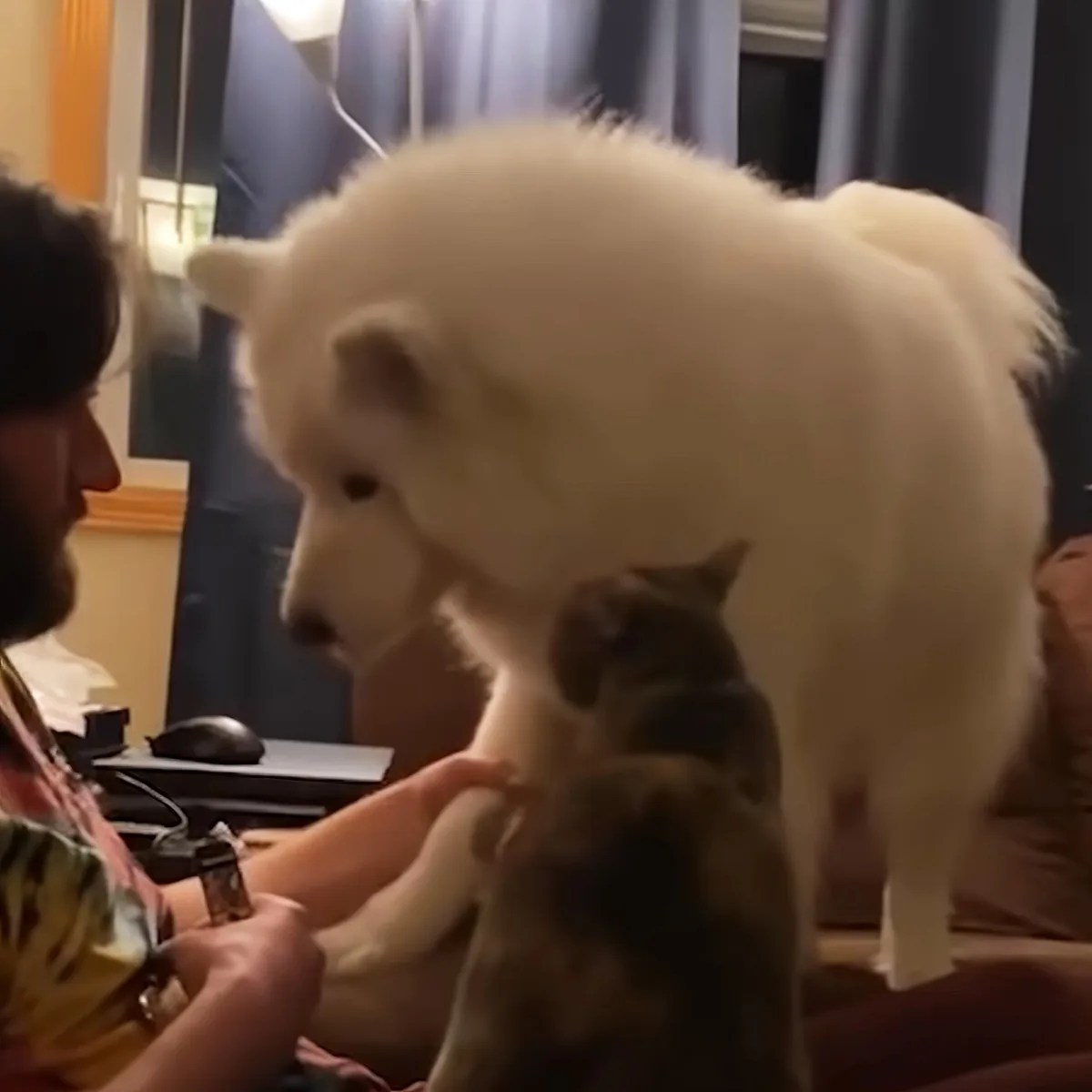 Giant dog and cat