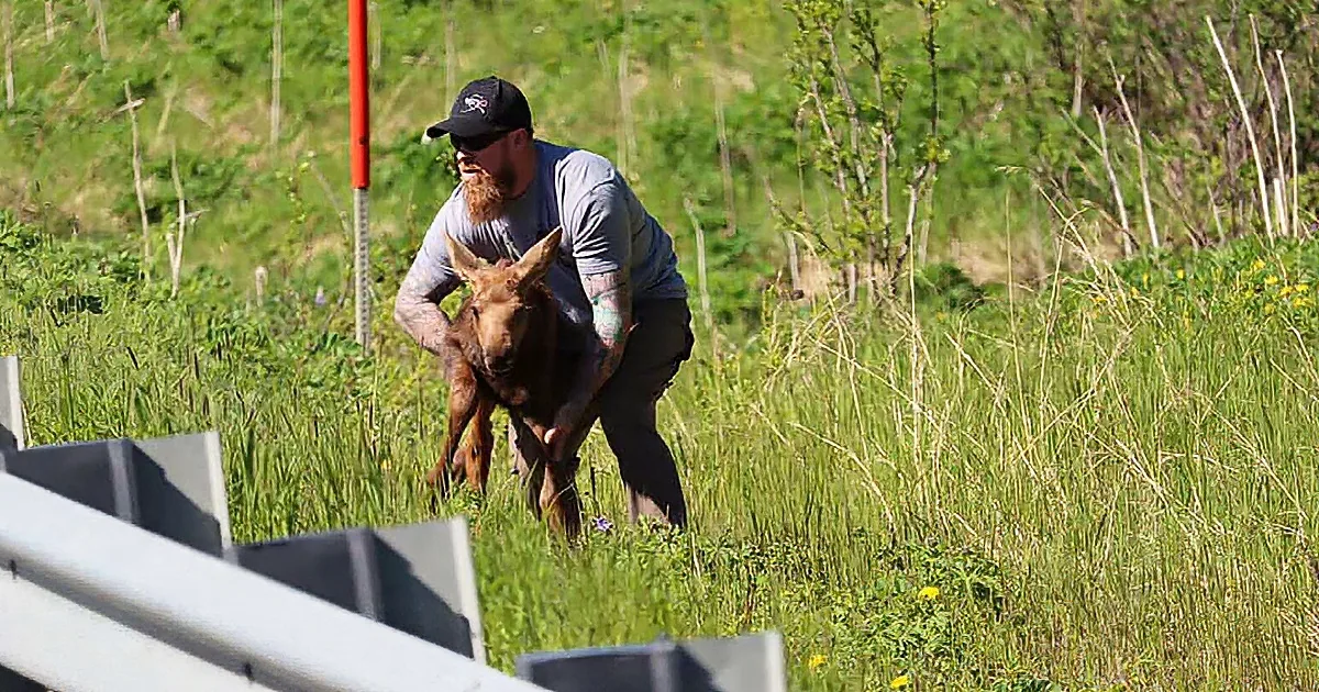 Lost baby moose