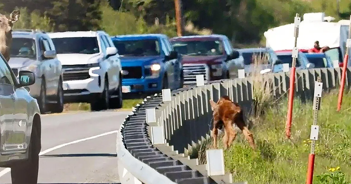 Lost baby moose