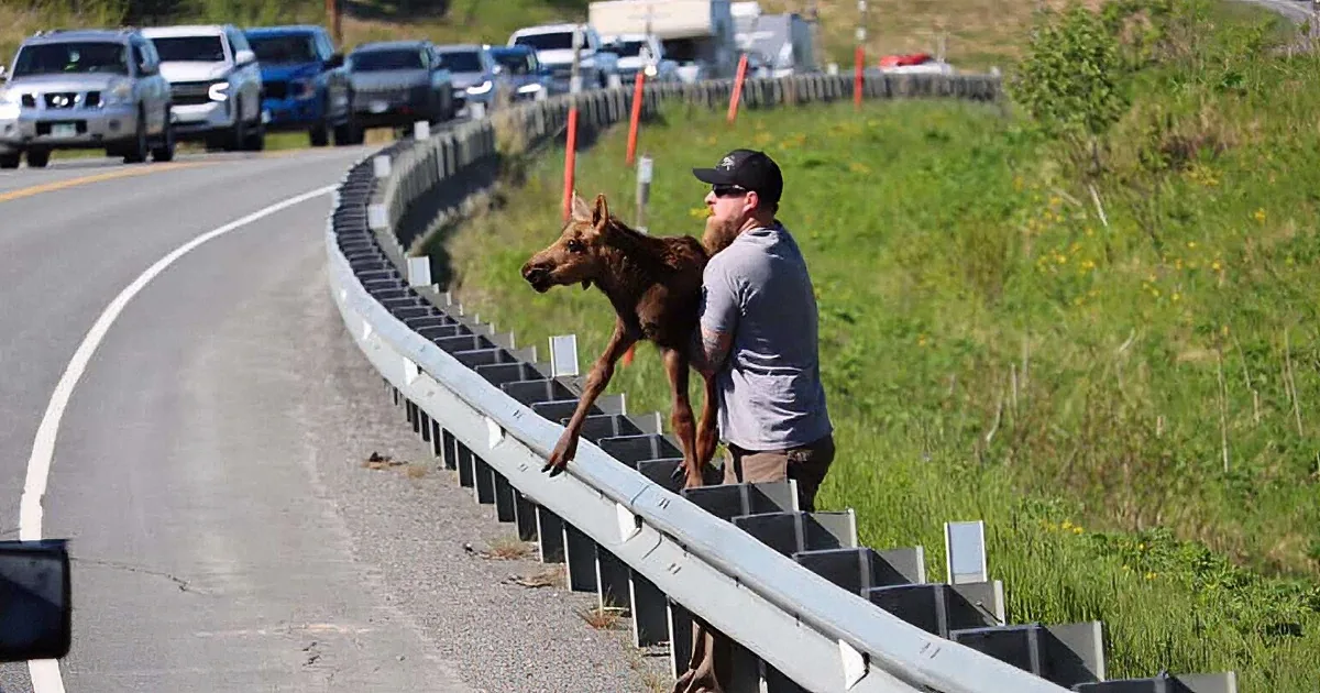 A man carries a moose calf over a guardrail on a highway, with cars in the background.