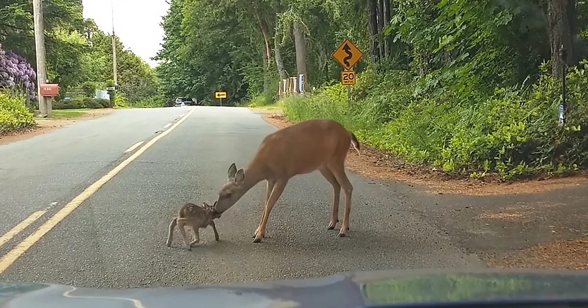 Brave Mama Deer Stops Traffic to Rescue Her Frightened Fawn