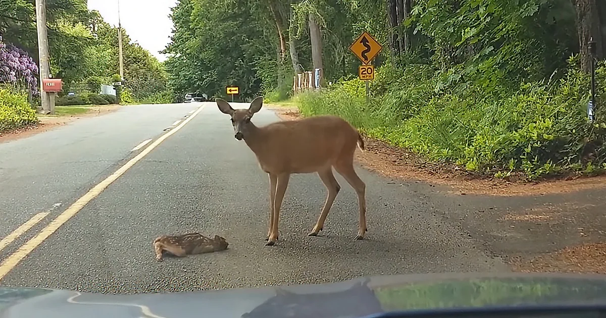 Mama deer and her frightened fawn