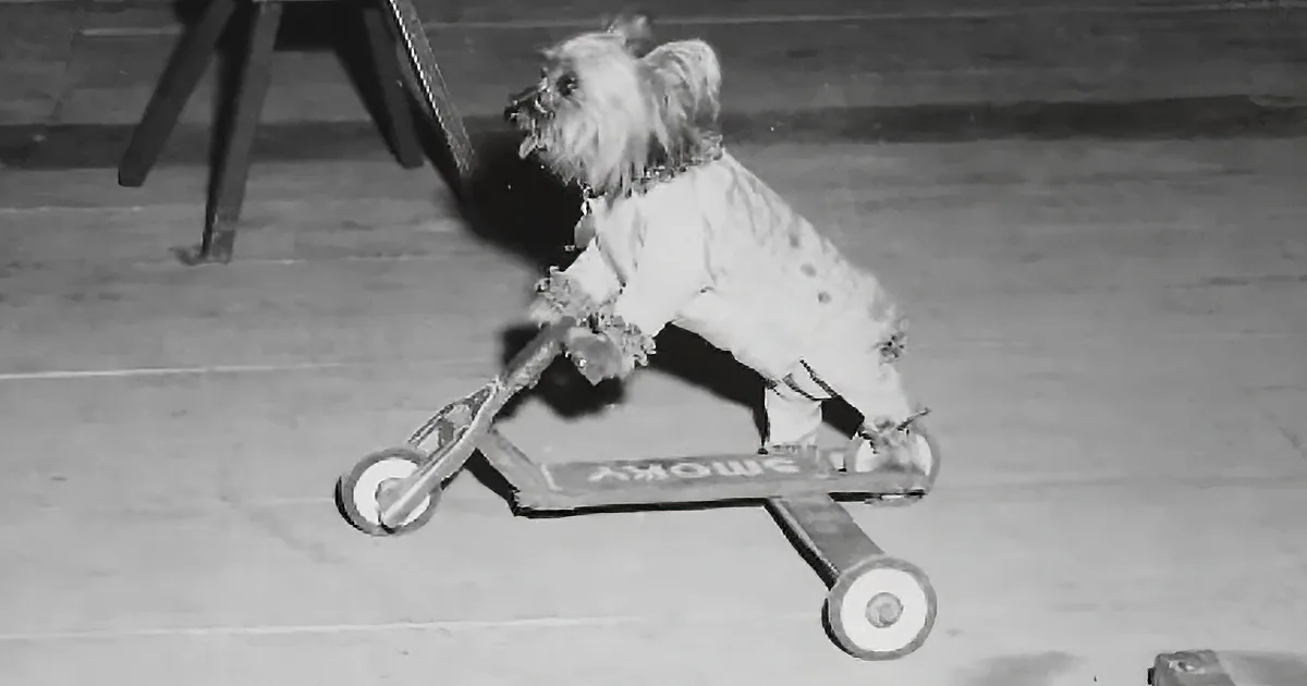 A small dog in a white outfit rides a miniature skateboard with "Smoky" written on it.